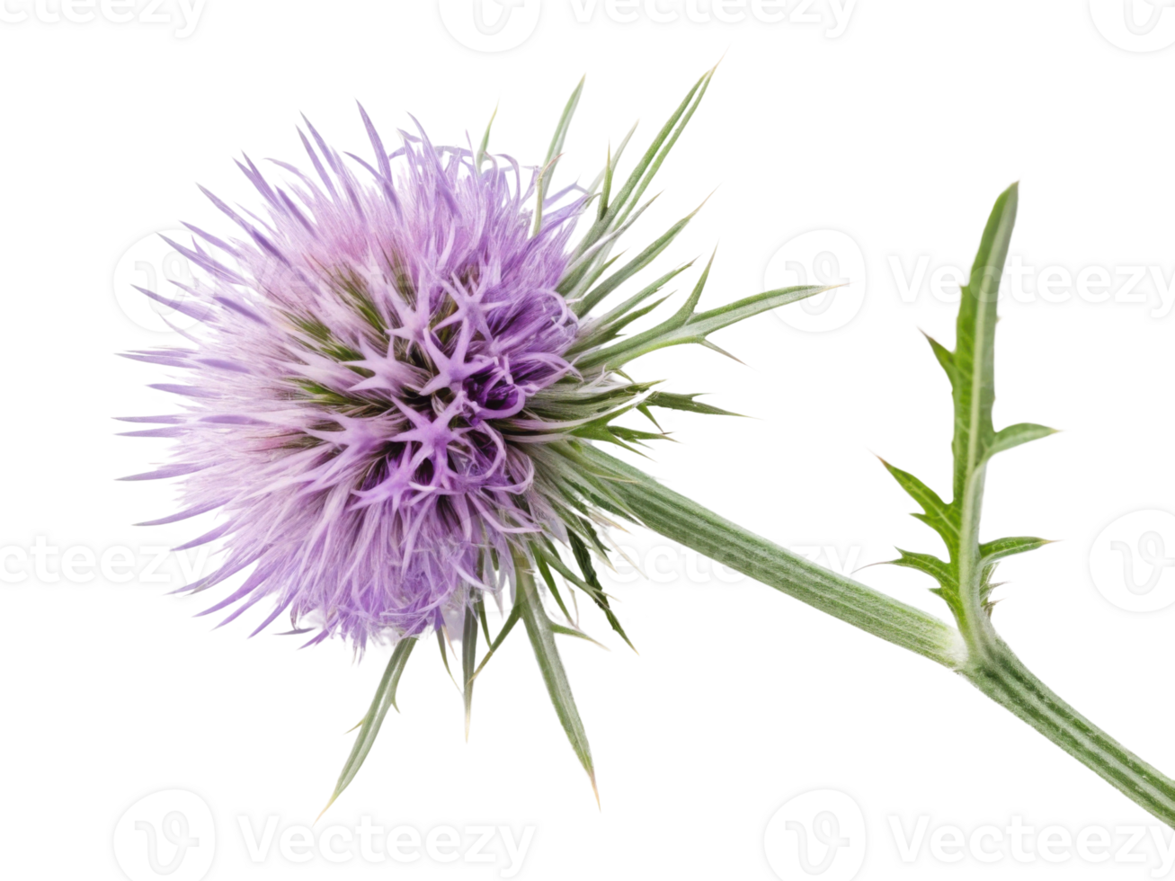 Vibrant thistle flower showcases its stunning purple hues and intricate petals, adding beauty to any natural setting png