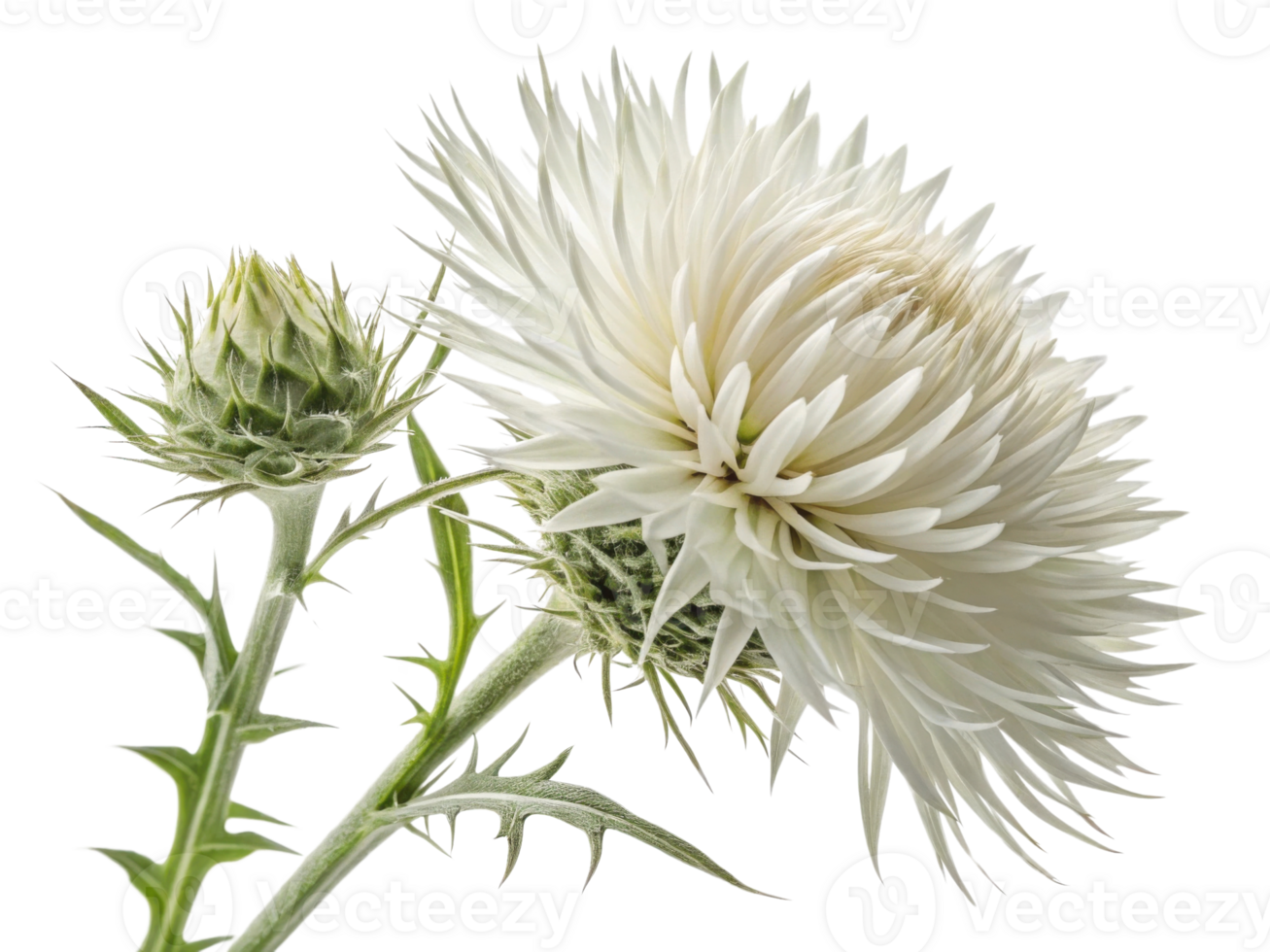Stunning thistle flower showcases its unique beauty with delicate white petals and vibrant green bud, creating captivating natural display png
