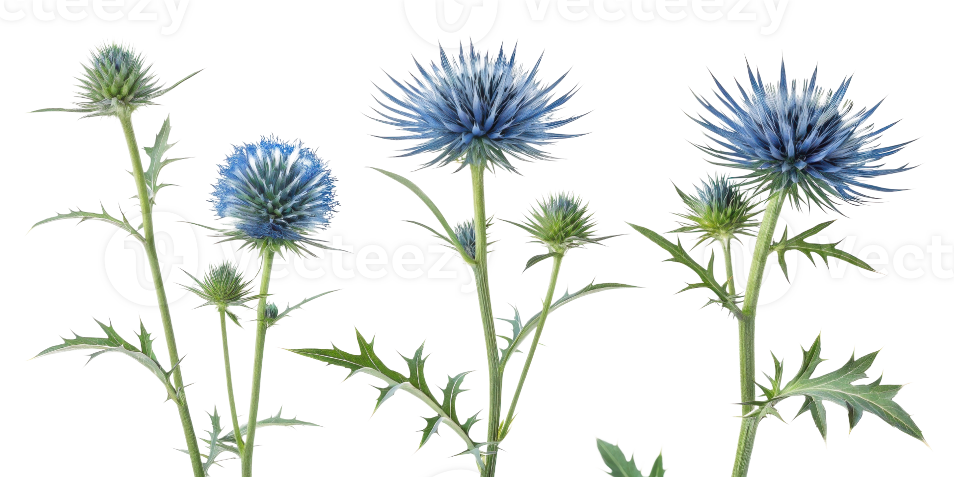 Thistle flower blooms showcase stunning blue hues and intricate details, creating captivating natural display in any garden setting png