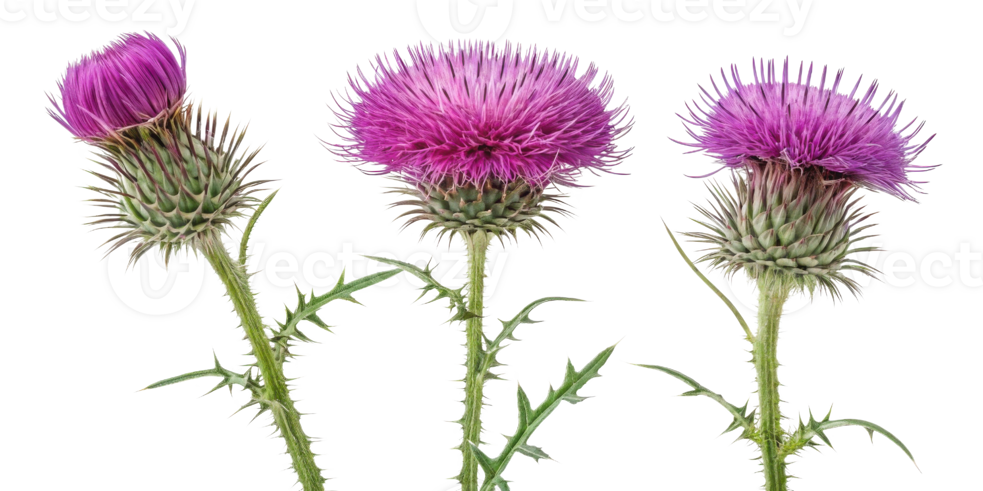 Thistle flowers bloom vibrantly showcasing their unique beauty and intricate details in nature garden png