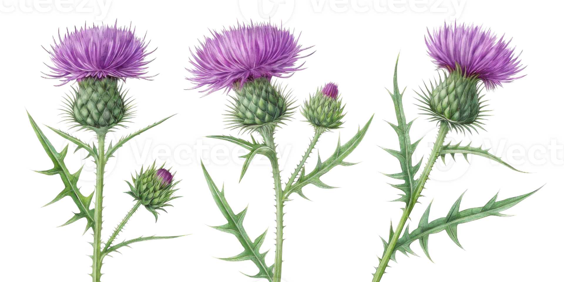 Thistle flower stands tall with vibrant purple blooms and sharp green leaves, showcasing nature beauty and resilience png