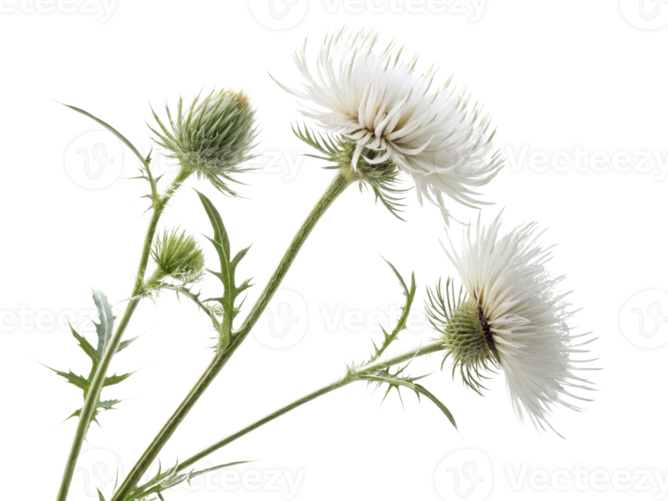 Thistle flower blooms gracefully, showcasing its unique beauty and intricate details that captivate nature lovers png