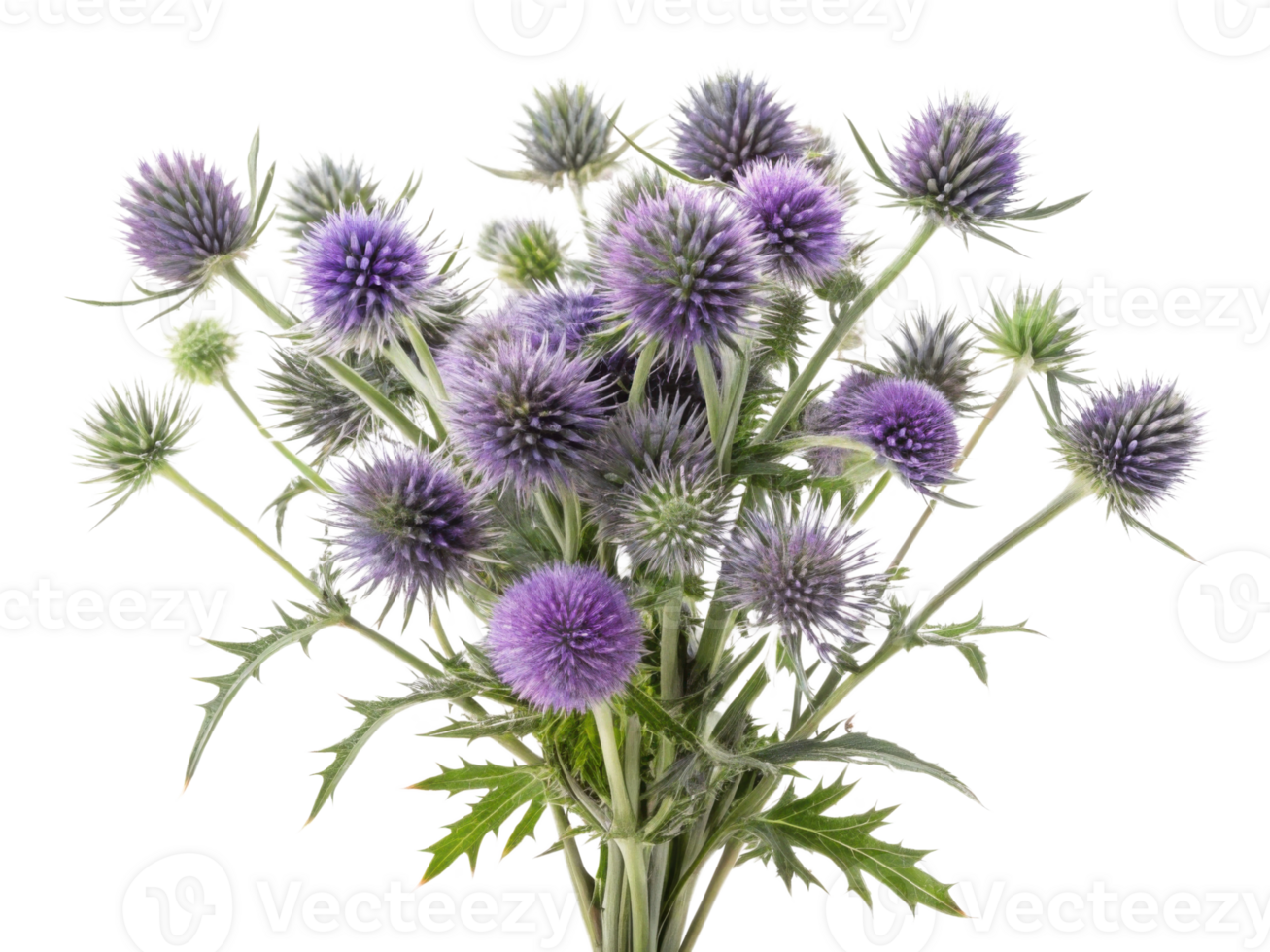 Stunning bouquet of thistle flowers showcases vibrant purple hues and intricate textures, perfect for adding touch of nature beauty png