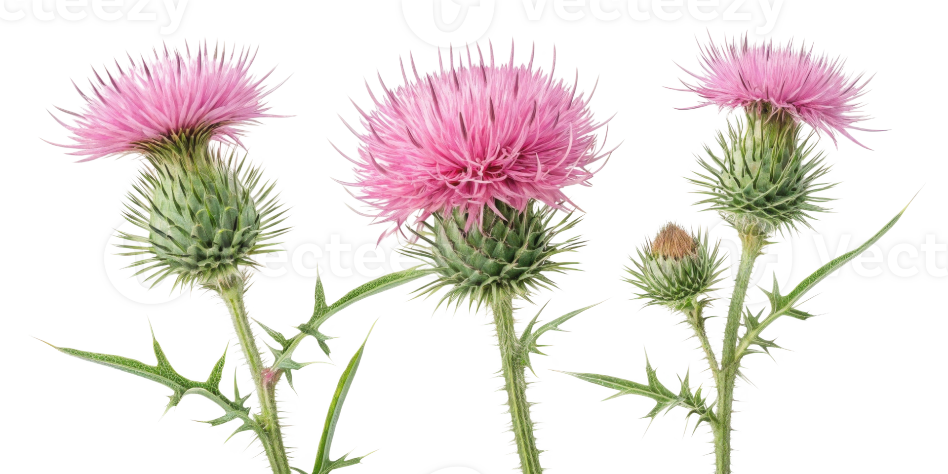 Thistle flowers bloom vibrantly with their striking pink petals and spiky green stems creating stunning natural display png
