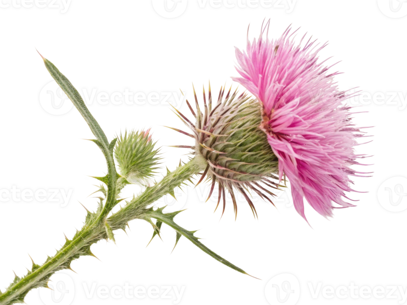 Vibrant thistle flower showcases its striking pink petals and sharp green leaves, creating beautiful contrast in nature png