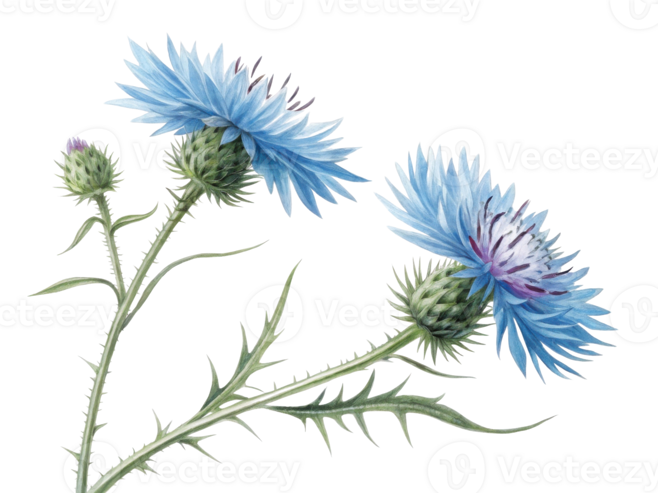 Beautiful thistle flowers bloom with vibrant blue petals, showcasing nature artistry and elegance in every detail png
