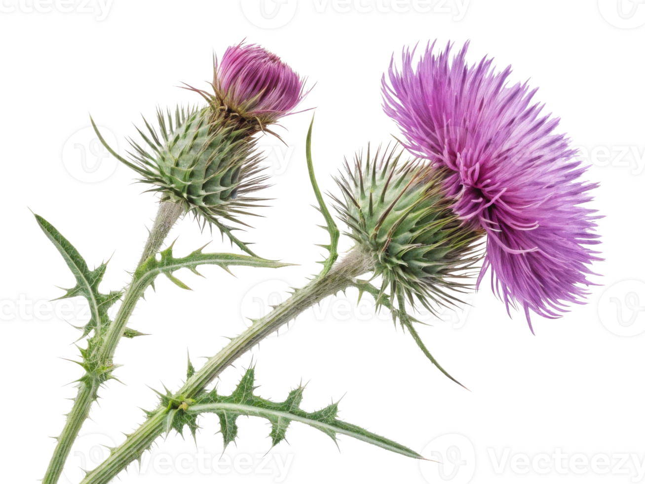 Thistle flower blooms vibrantly with purple petals and sharp green leaves, showcasing nature beauty and resilience in stunning display png