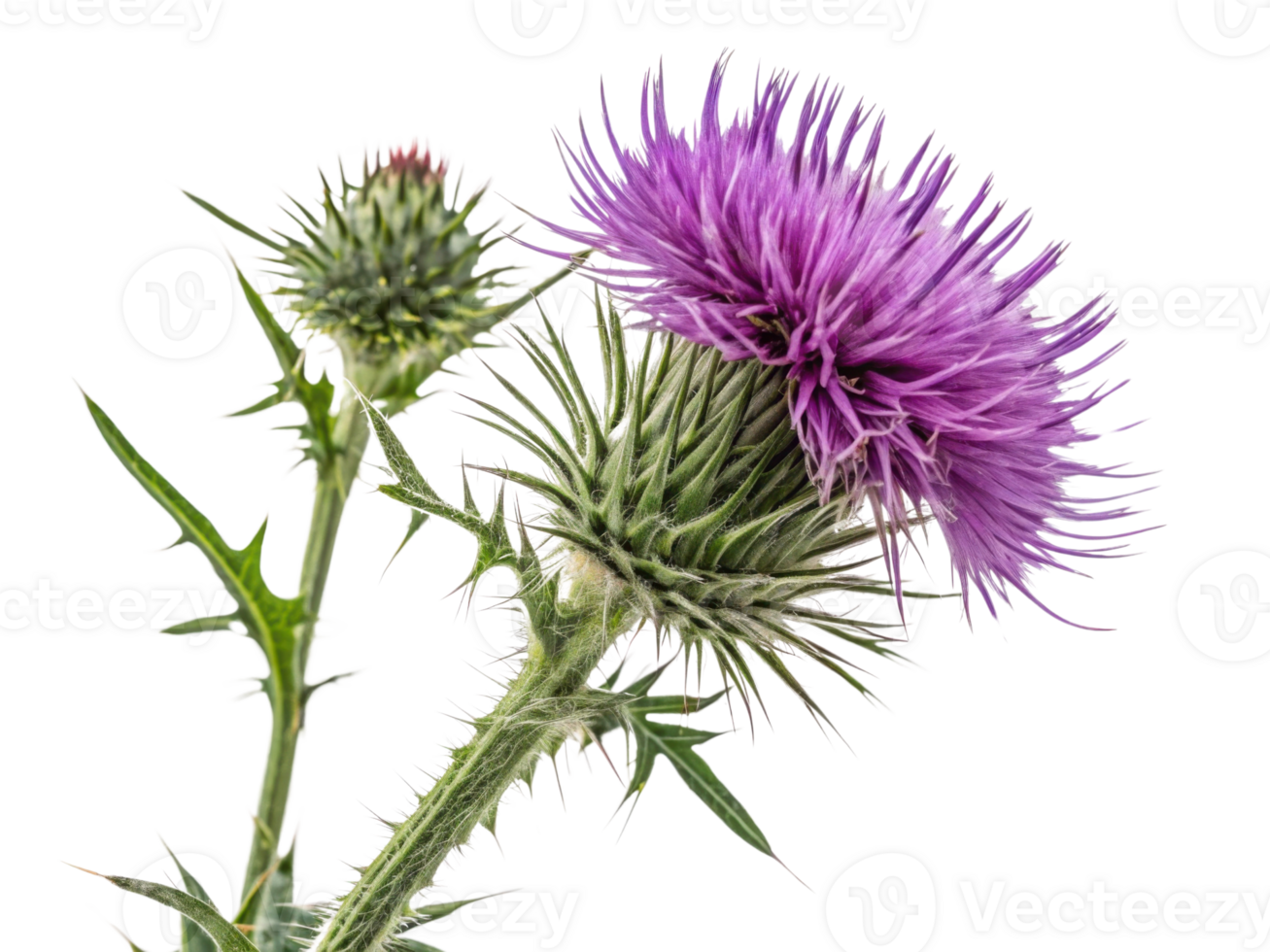 Vibrant thistle flower stands tall with its striking purple petals and sharp green leaves, showcasing nature beauty and resilience png