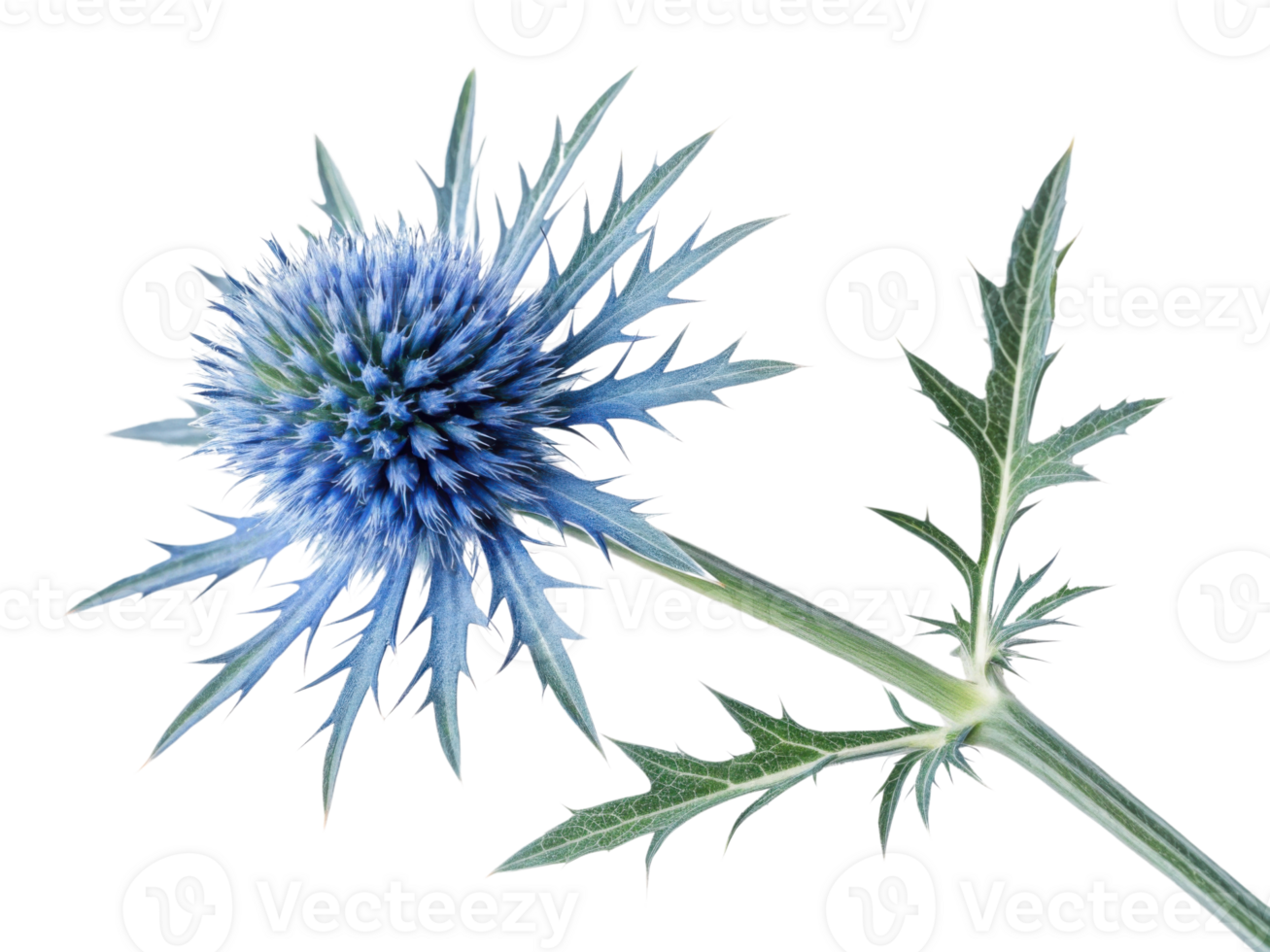 Stunning thistle flower showcases vibrant blue hues and intricate spiky petals, adding touch of elegance to any natural setting png