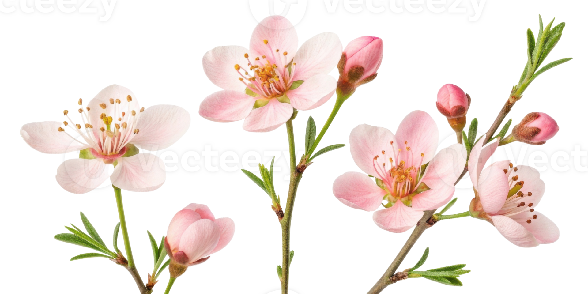 Waxflower blooms beautifully with delicate petals and vibrant colors, creating stunning floral display that captivates senses png