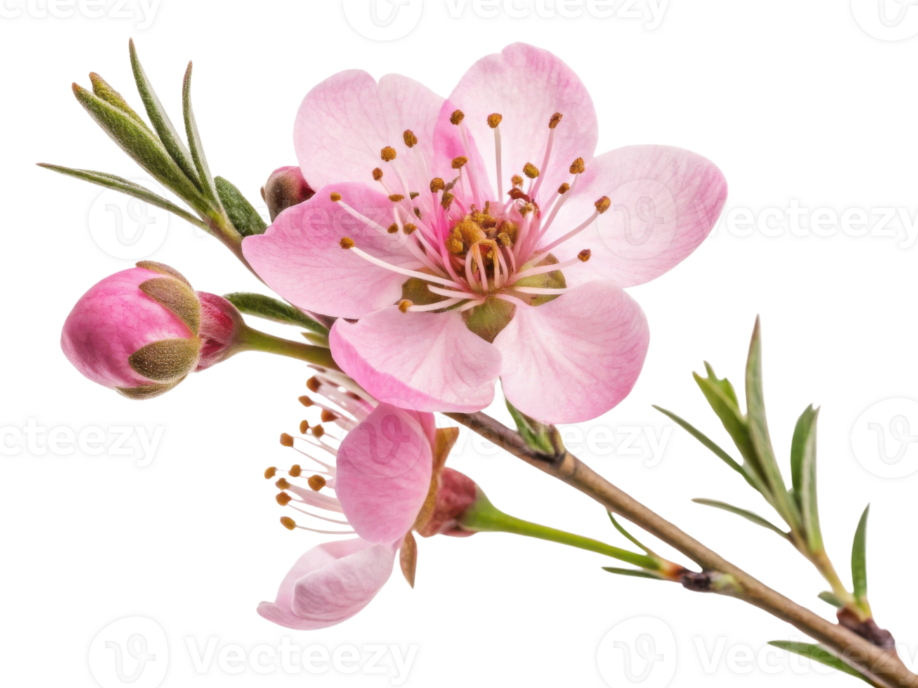 Delicate waxflower blooms gracefully, showcasing its soft pink petals and vibrant green leaves, creating serene and beautiful scene png
