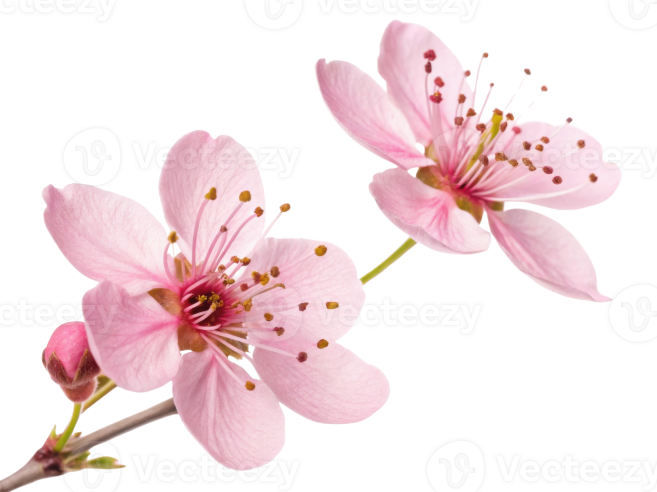 Beautiful waxflower blooms showcase delicate pink petals and intricate details, creating stunning floral display that captivates senses png