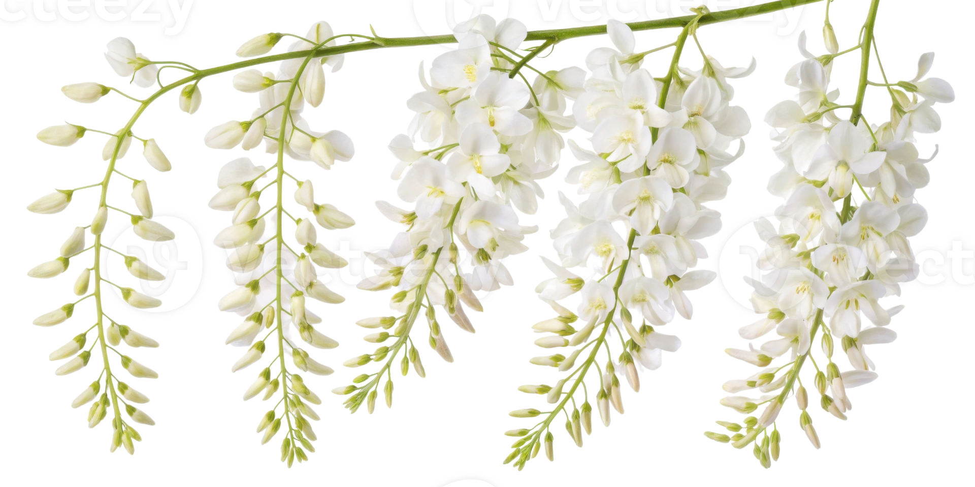 Beautiful wisteria flowers cascade gracefully, showcasing their delicate white petals and vibrant green leaves in stunning natural display png