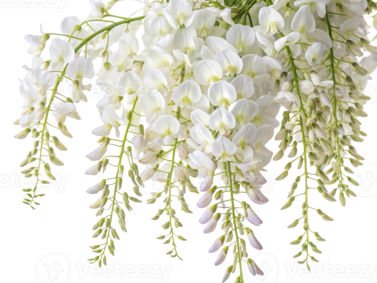 Beautiful wisteria flowers cascade gracefully, showcasing their delicate petals and vibrant green foliage, creating serene and enchanting png