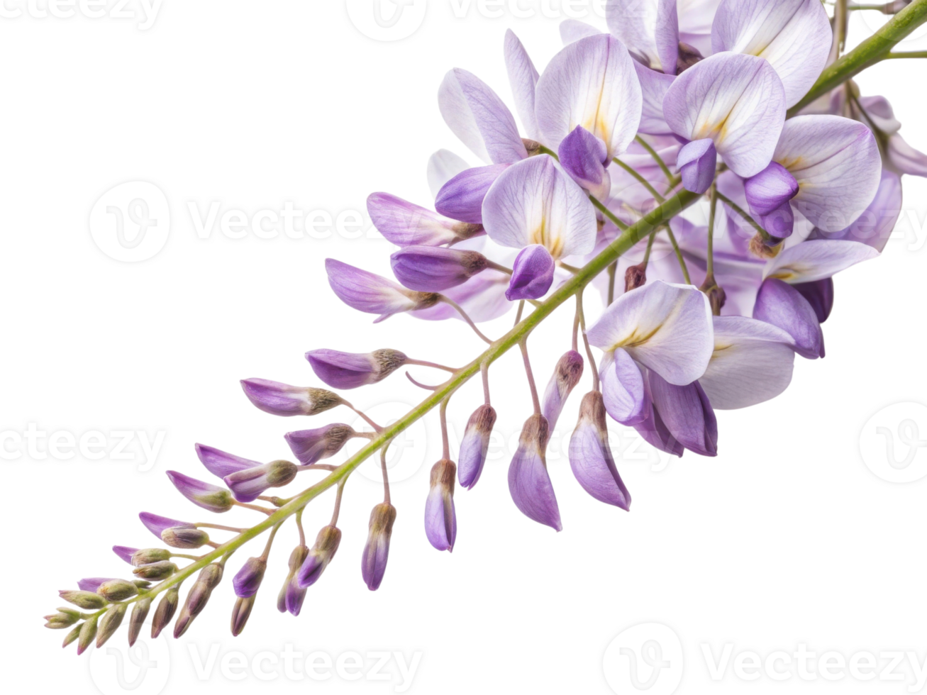 Beautiful wisteria flower branch showcases delicate purple blooms and buds, creating serene and enchanting atmosphere png