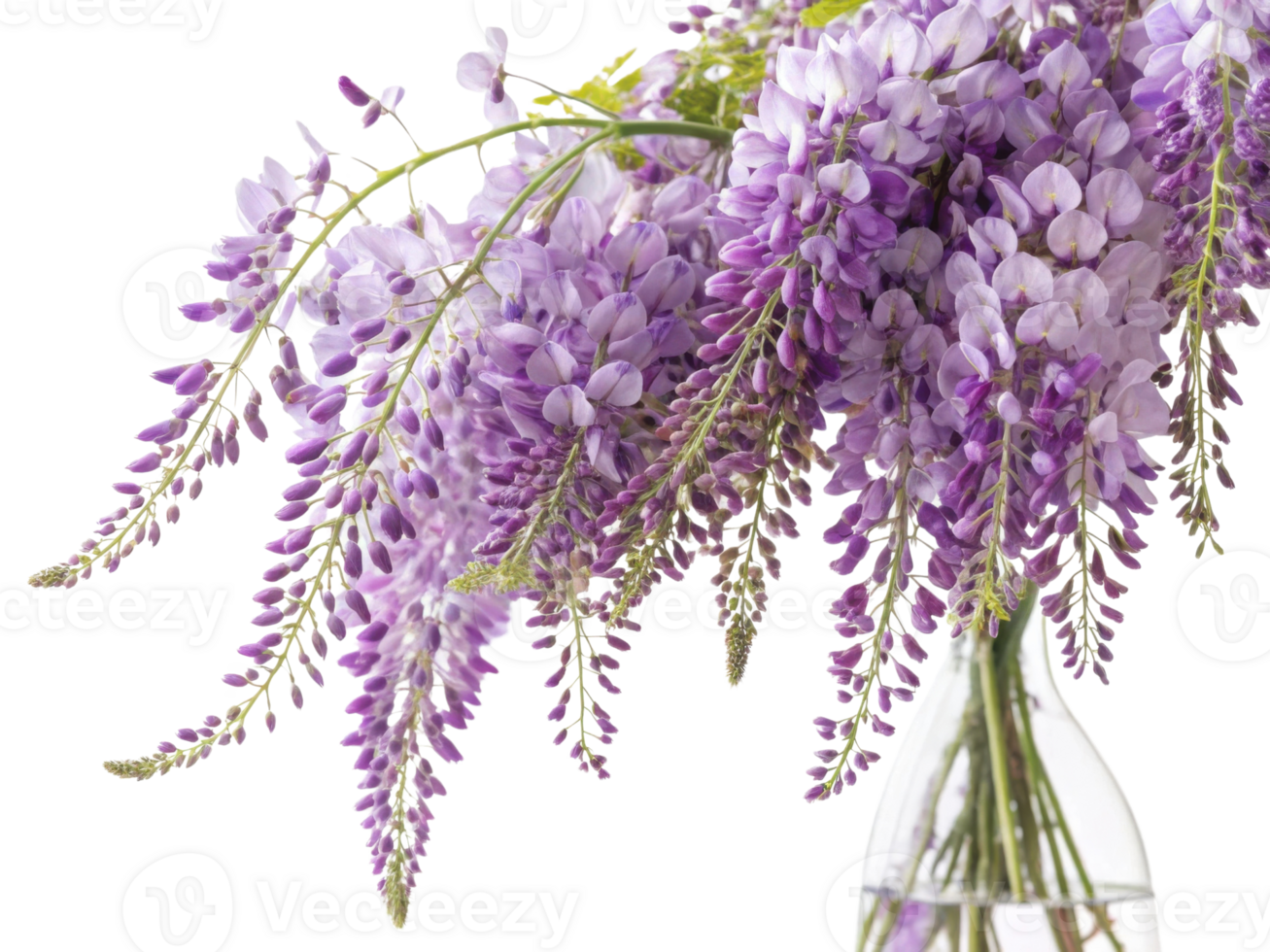 Beautiful arrangement of wisteria flowers in clear vase showcases their delicate purple hues and graceful form, creating serene atmosphere png