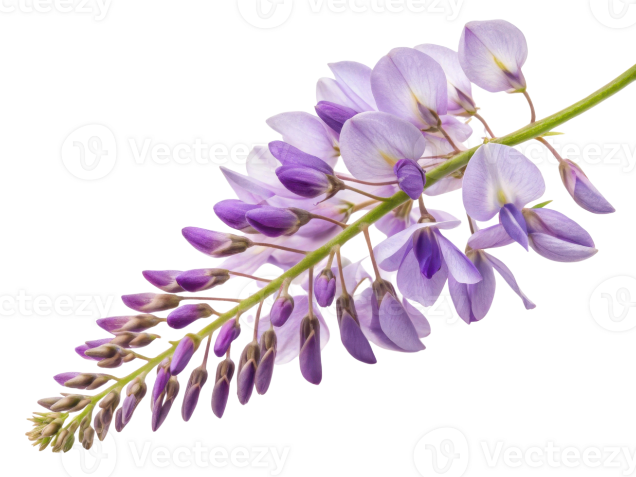 Wisteria flowers bloom beautifully in shades of purple, creating stunning display that captivates senses and enhances any garden png