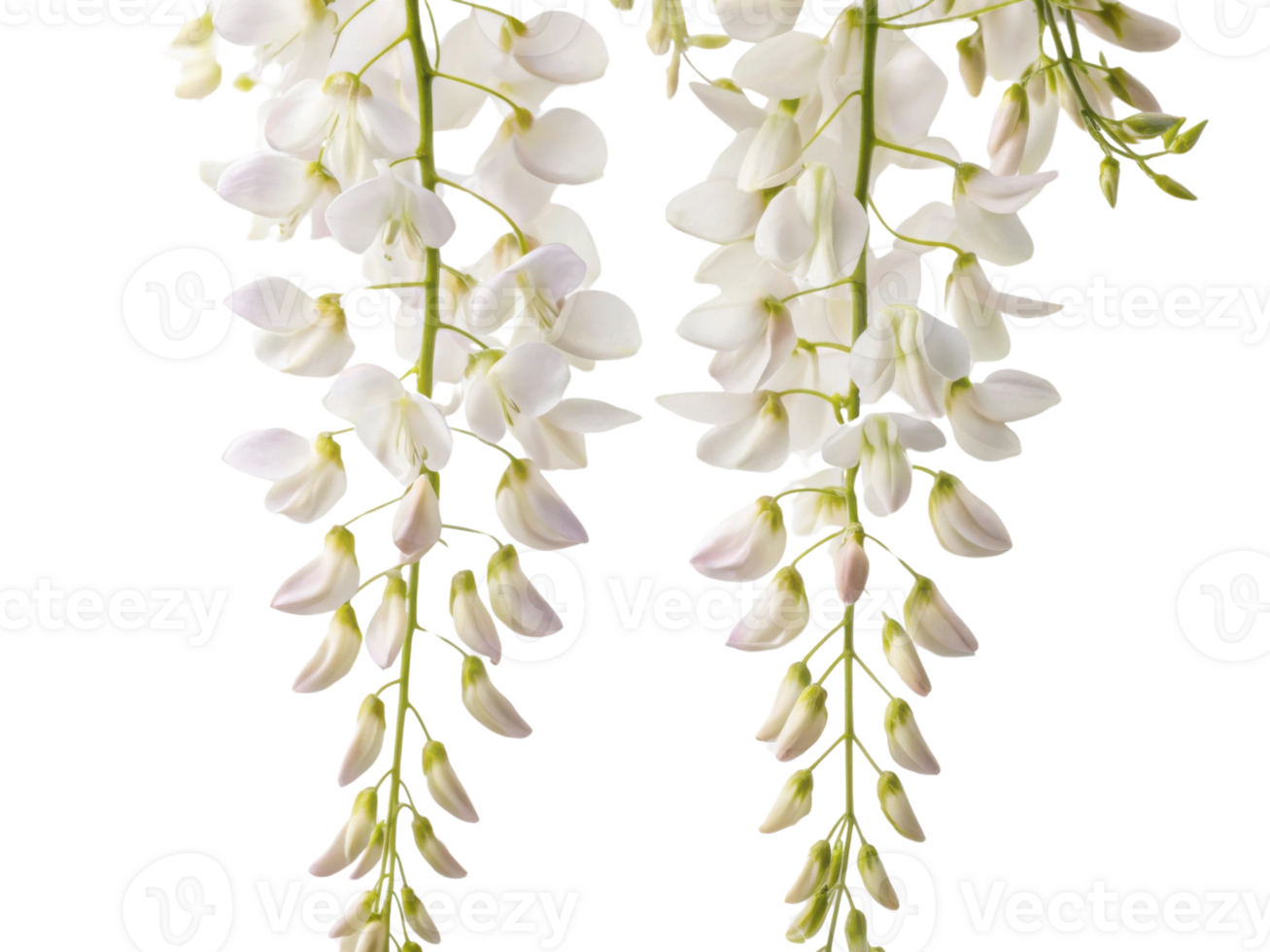 Wisteria flowers bloom gracefully, showcasing delicate white petals that cascade beautifully, creating serene and enchanting atmosphere png