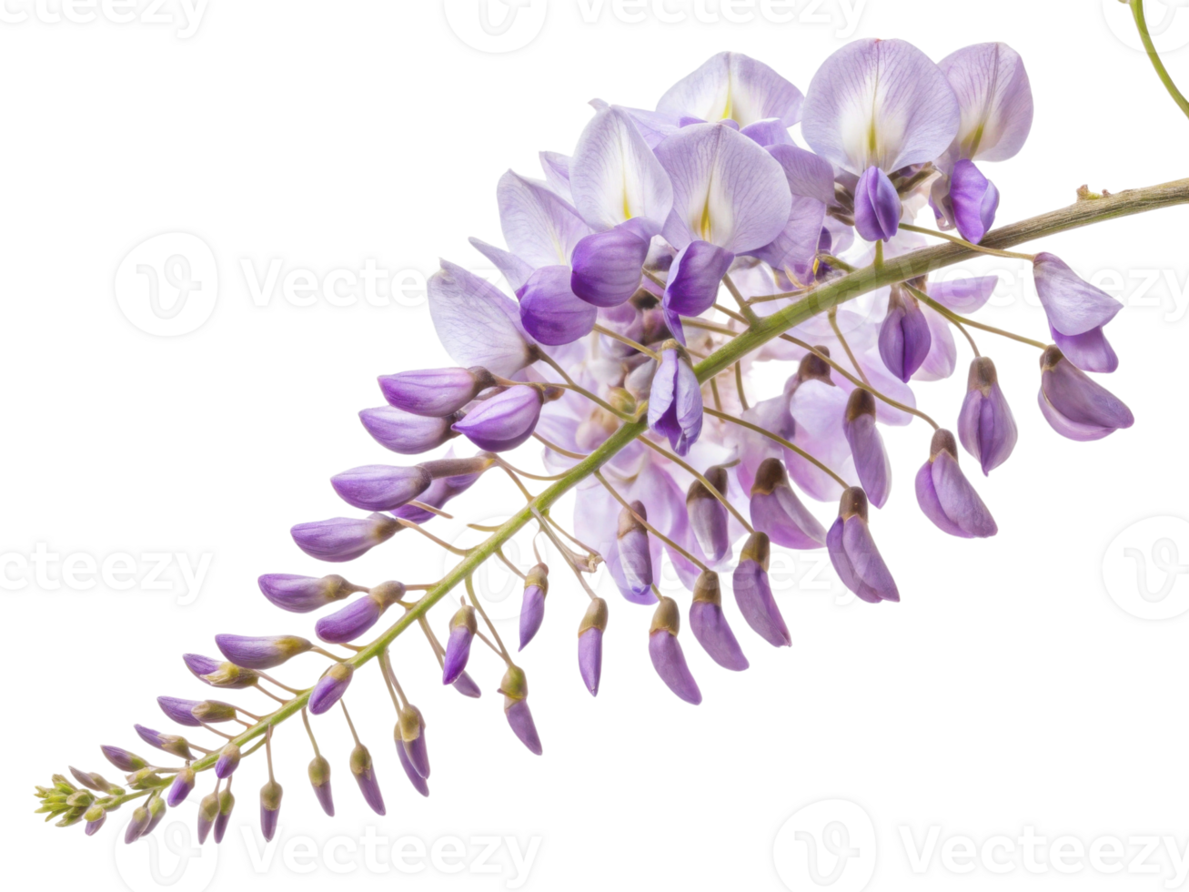 Wisteria flowers bloom gracefully, showcasing their delicate purple petals that create stunning visual display in nature beauty png