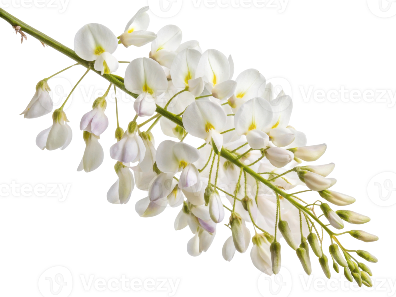 Wisteria flowers bloom gracefully, showcasing delicate petals that create stunning visual display in gardens and landscapes png