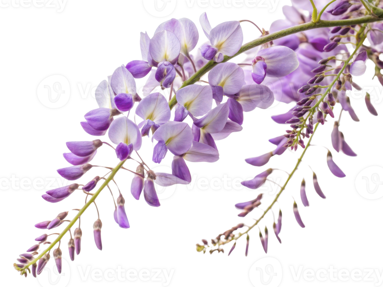 Wisteria flowers bloom gracefully, showcasing their delicate purple petals that create stunning visual delight in any garden setting png
