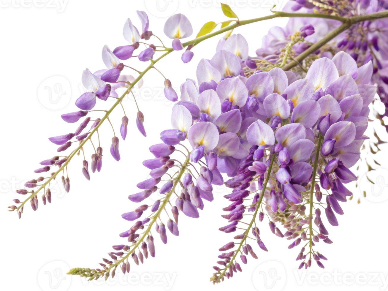 Wisteria flowers bloom beautifully in shades of purple, creating stunning display of nature elegance and charm png