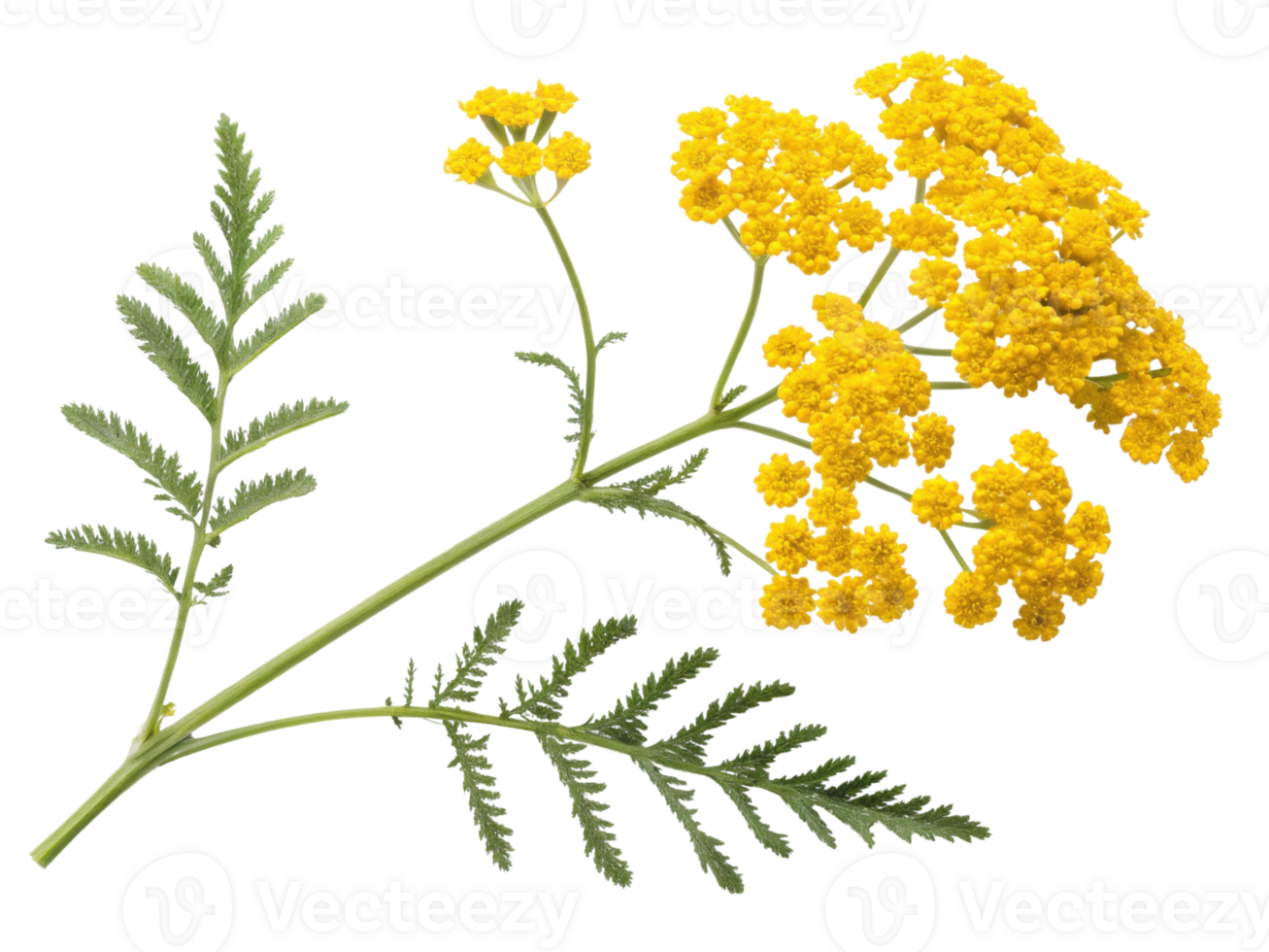 Yarrow flower blooms vibrantly with clusters of yellow petals and delicate green leaves, creating stunning natural display png