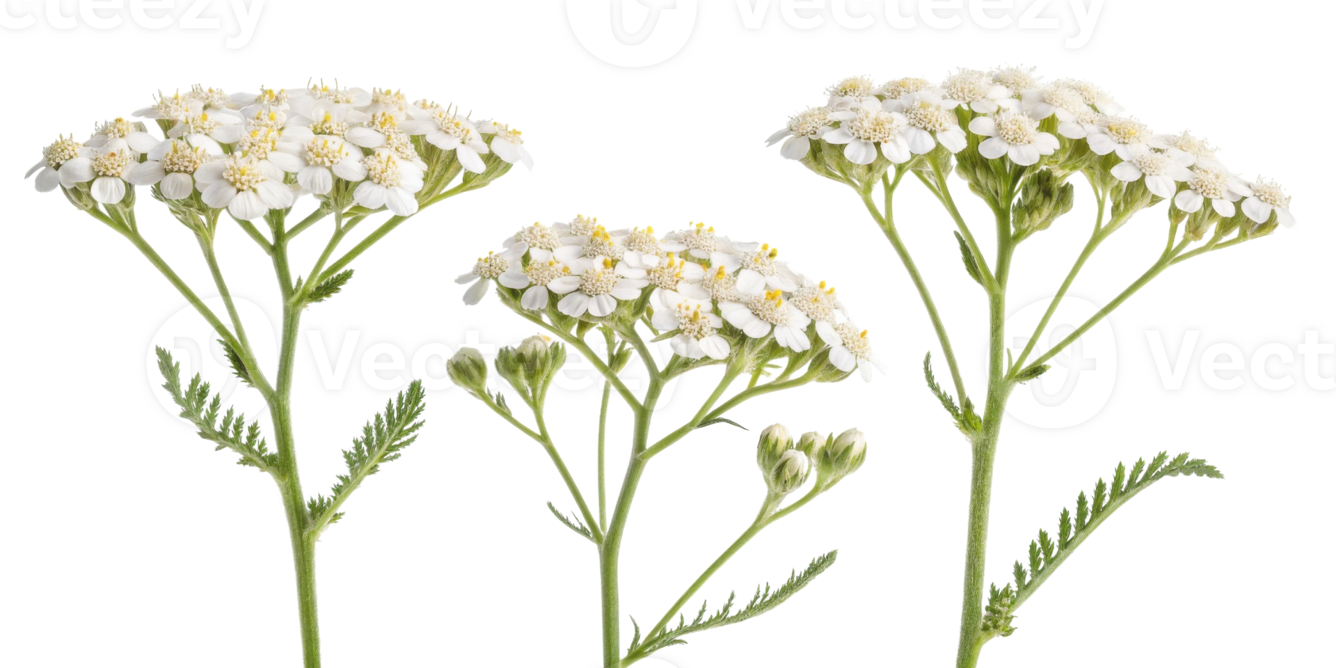 Yarrow flowers bloom gracefully, showcasing delicate white petals and vibrant green stems, creating serene and natural beauty png