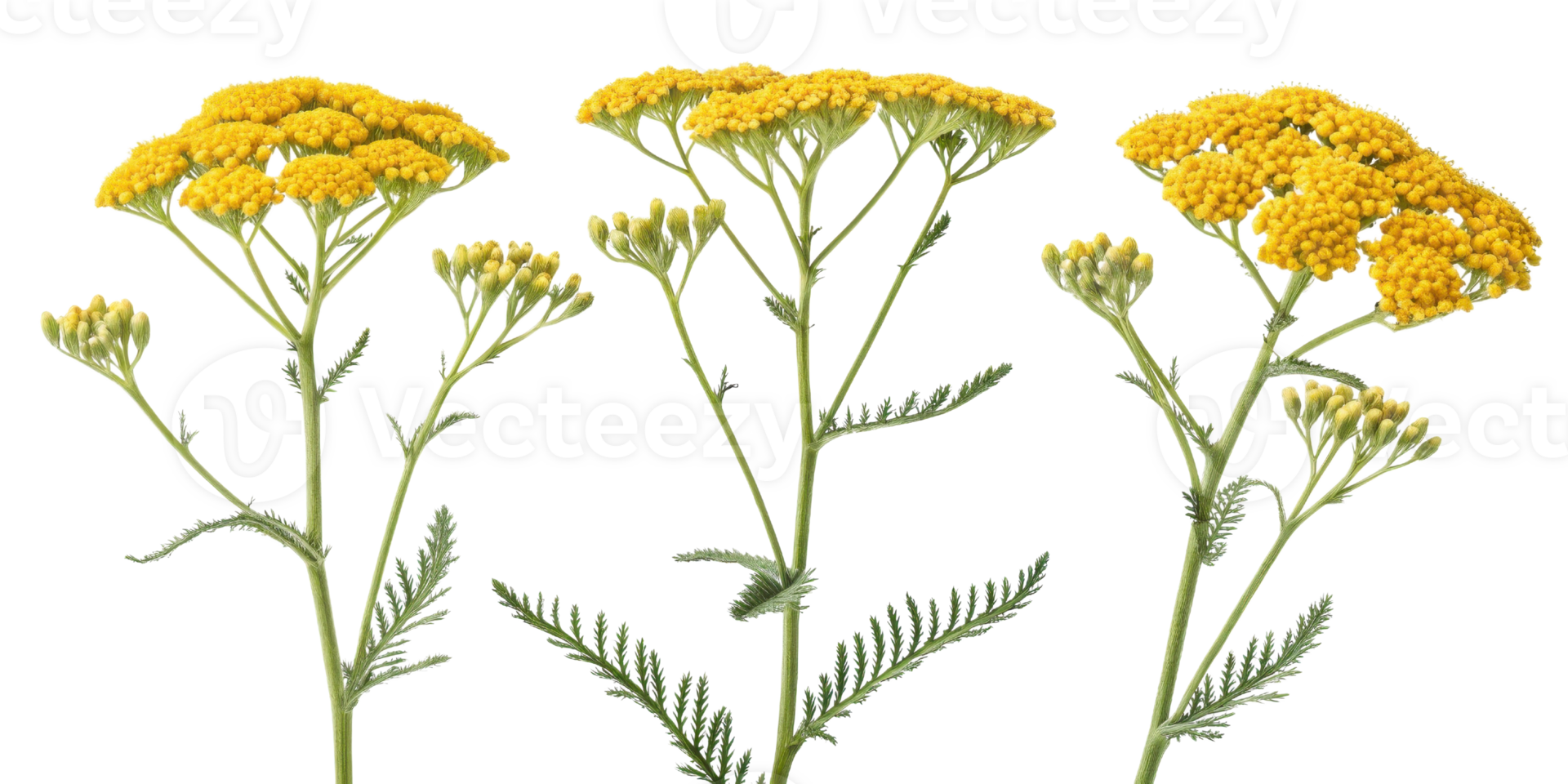 Yarrow flowers bloom vibrantly with clusters of yellow petals showcasing their beauty in nature garden png
