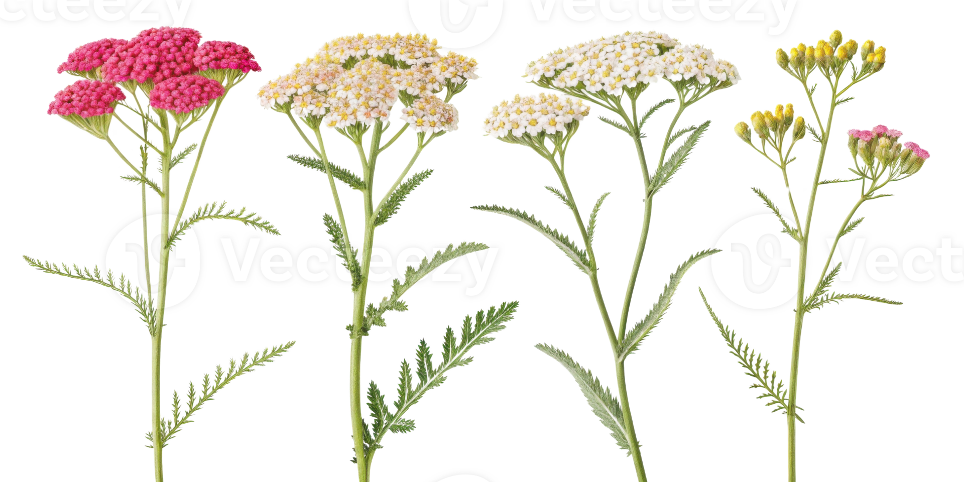 Yarrow flowers bloom in vibrant colors showcasing nature beauty and diversity. Their delicate petals and lush green stems create stunning visual png