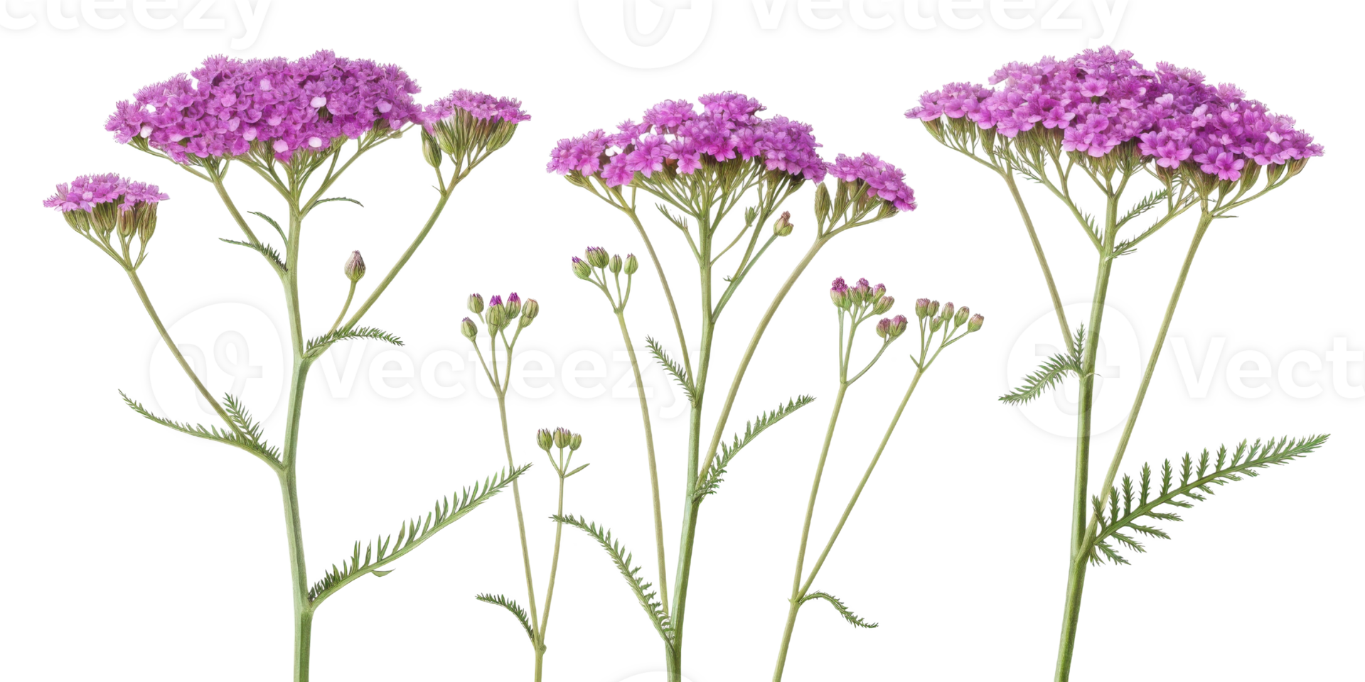 Yarrow flowers bloom vibrantly in shades of purple, showcasing their delicate beauty and adding charm to any garden or floral arrangement png
