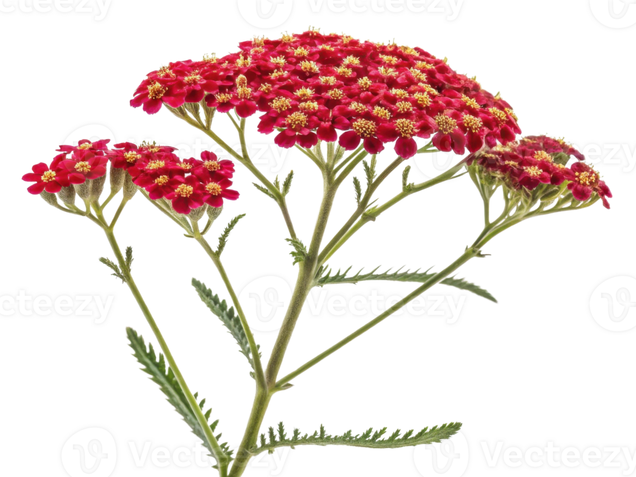 Yarrow flowers bloom vibrantly with clusters of red petals and delicate green leaves creating stunning display in nature beauty png