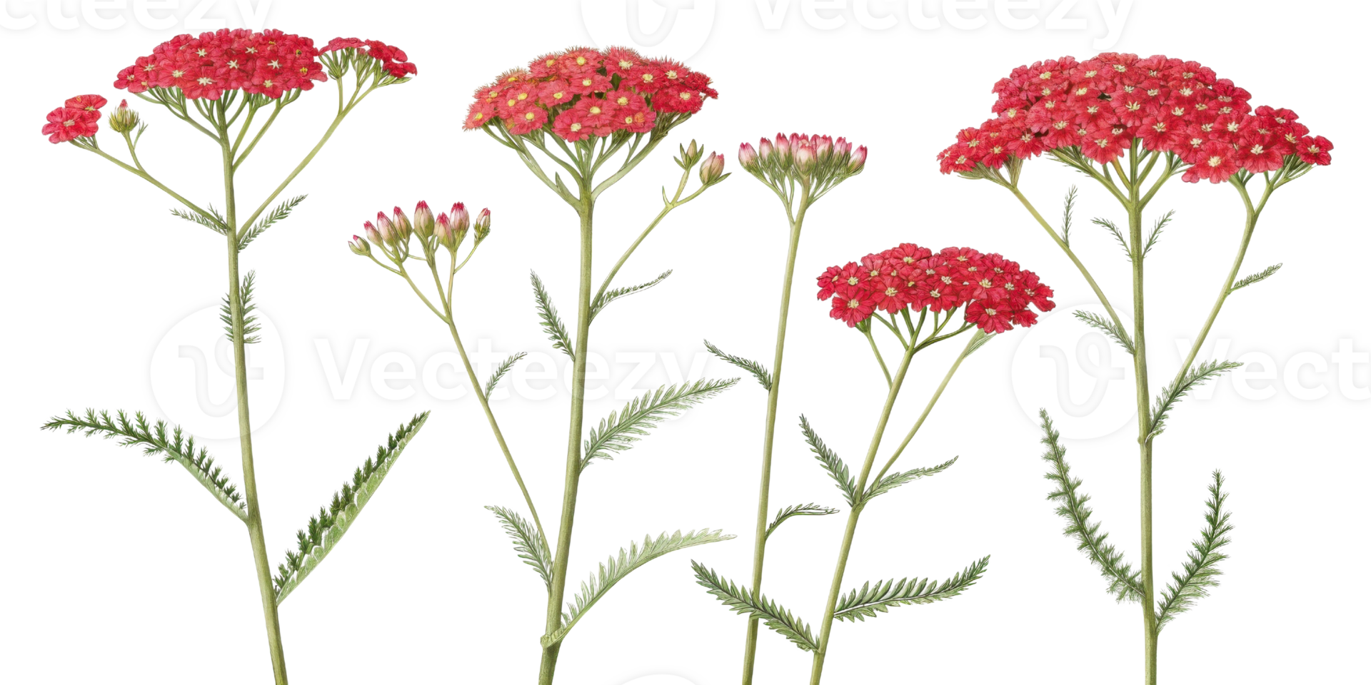 Yarrow flowers bloom vibrantly with clusters of red petals showcasing their beauty in nature garden png