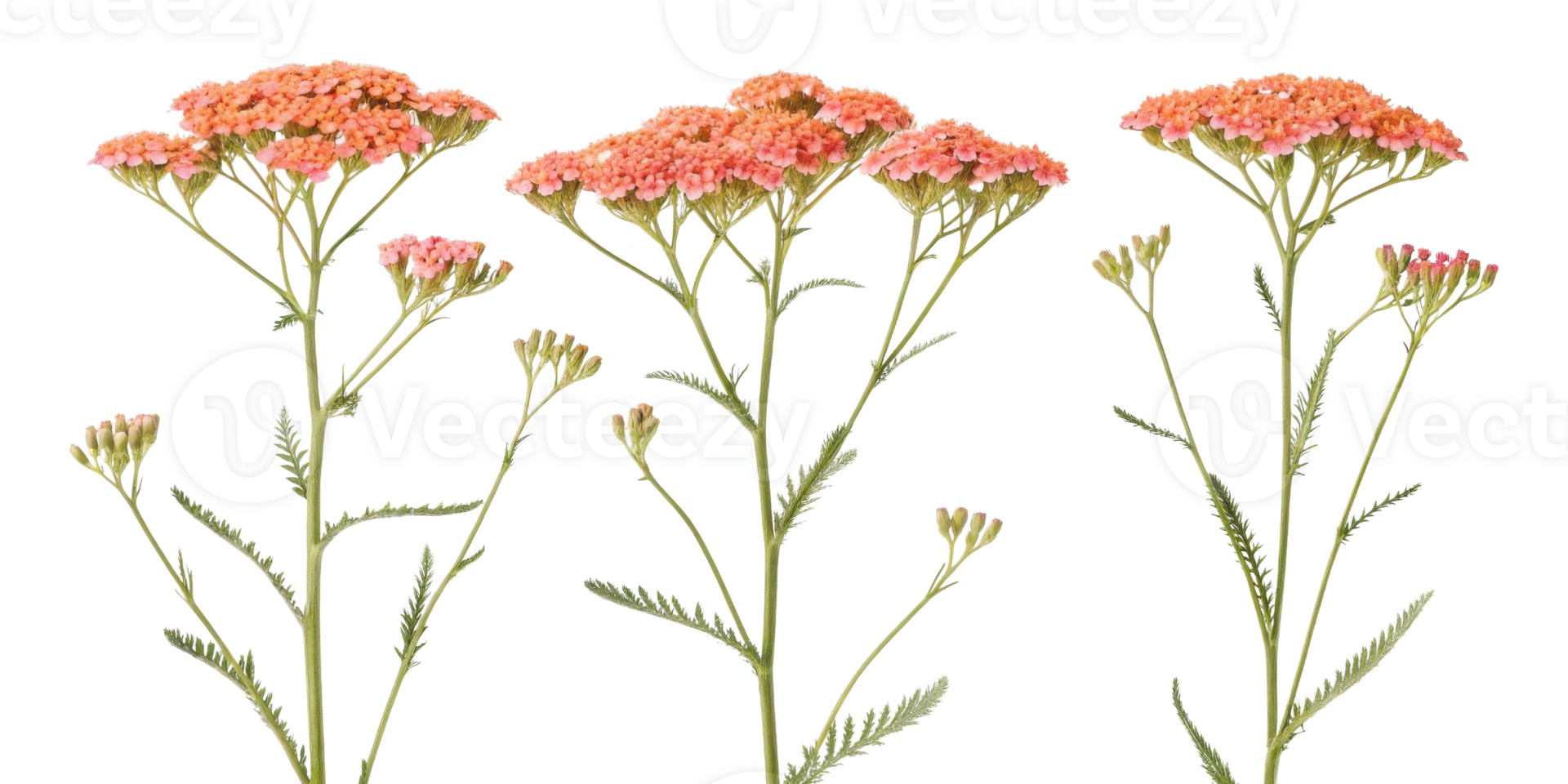 Yarrow flowers bloom vibrantly in shades of orange showcasing their delicate beauty and charm in nature garden png