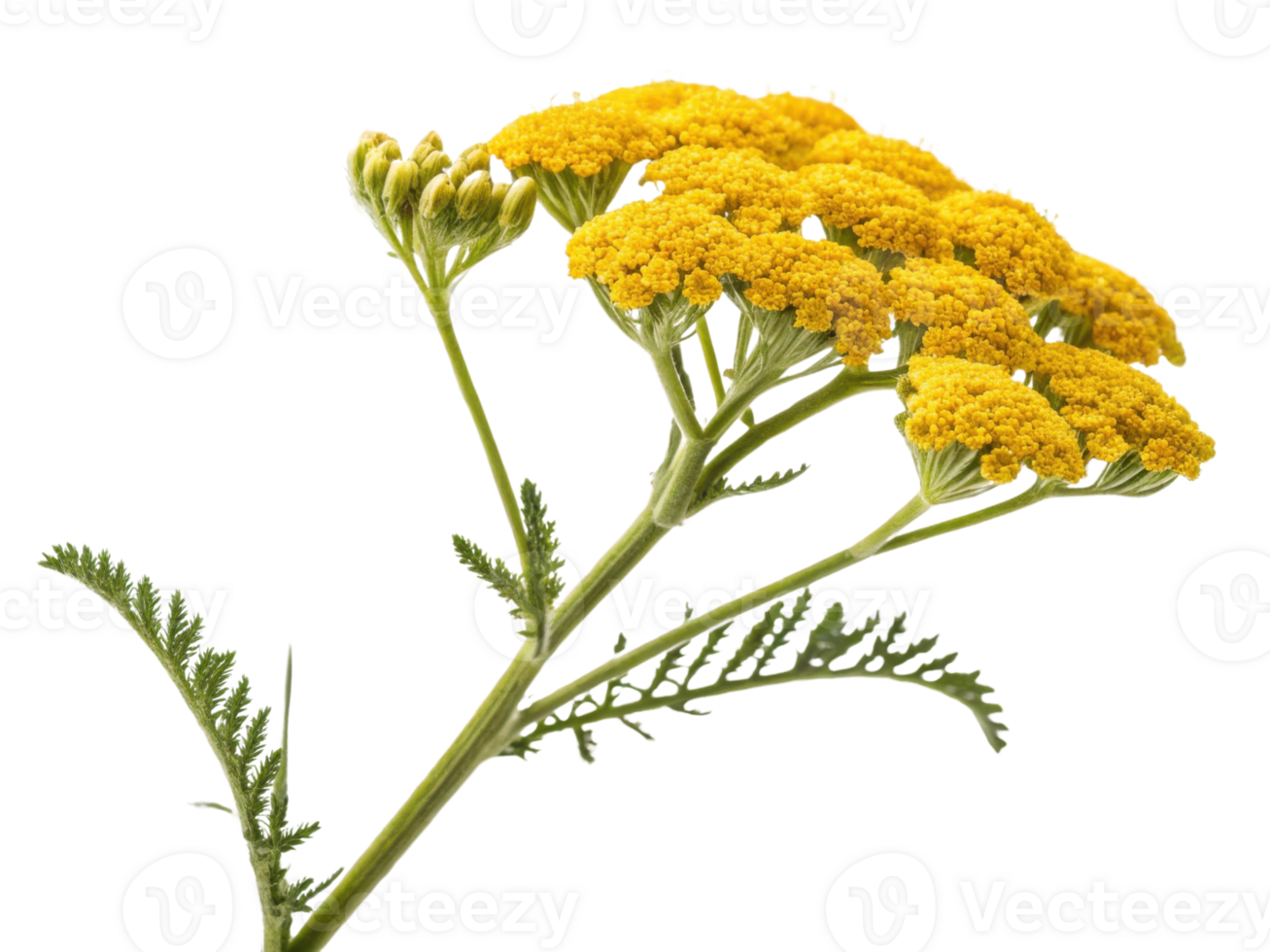 Yarrow flowers bloom vibrantly with clusters of yellow petals showcasing their beauty and charm in nature garden png