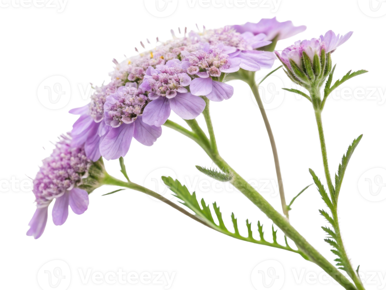Yarrow flowers bloom gracefully with delicate purple petals showcasing nature beauty and elegance png