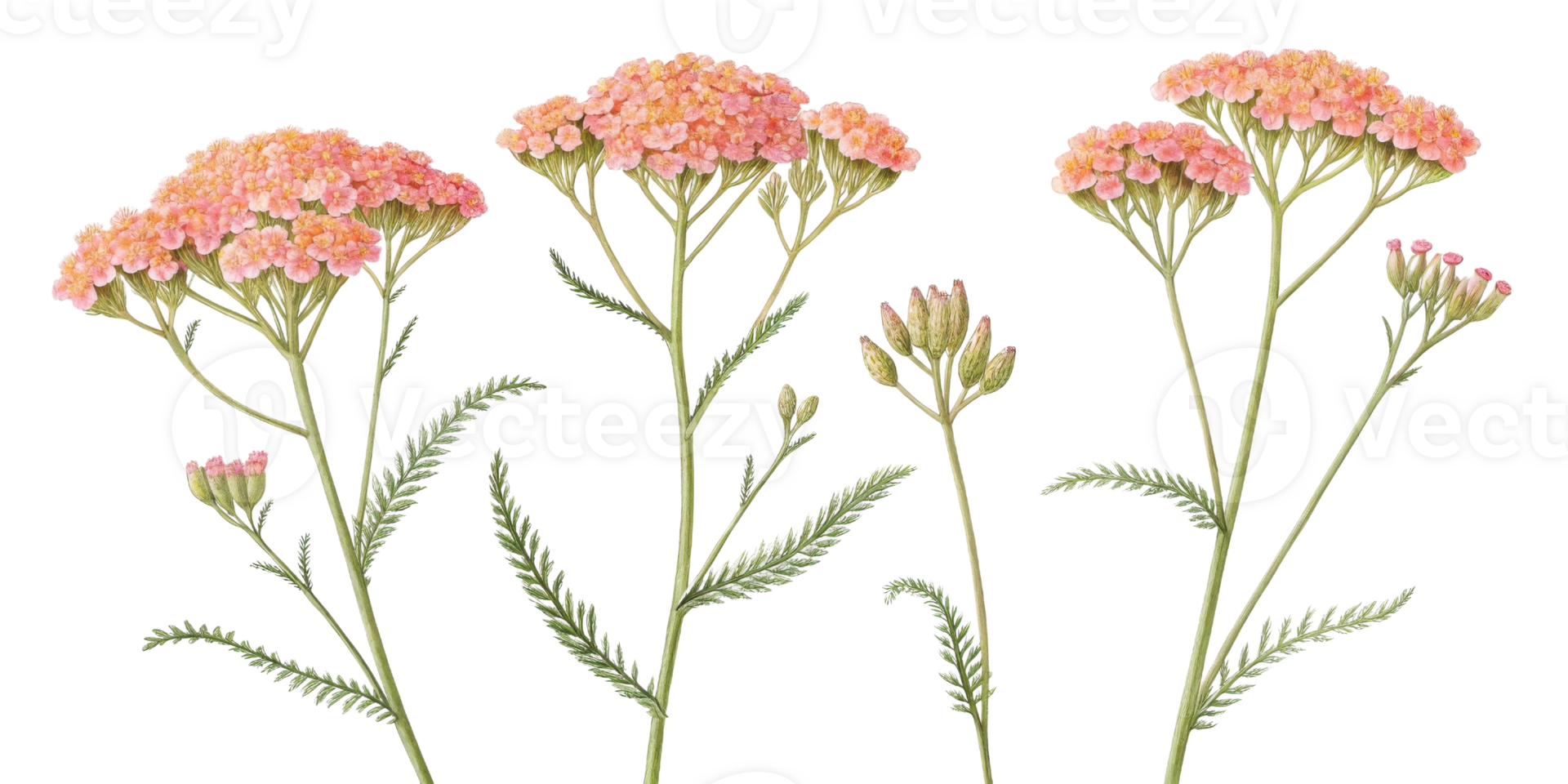 Yarrow flowers bloom in vibrant clusters showcasing delicate petals and lush green foliage creating serene and enchanting garden scene png