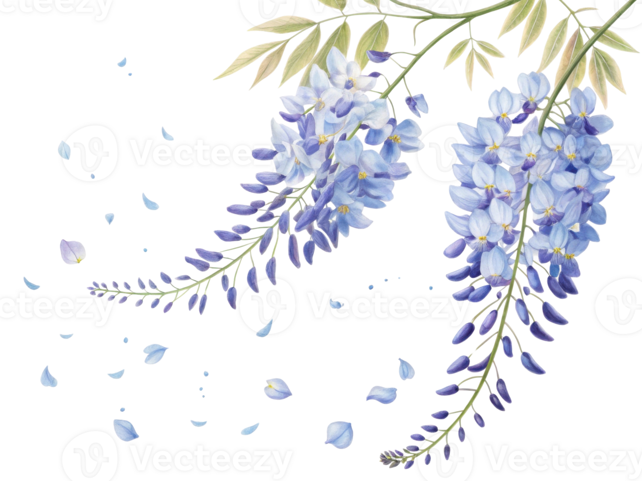 Wisteria flowers bloom gracefully, showcasing delicate petals that dance in breeze, creating serene and enchanting atmosphere png