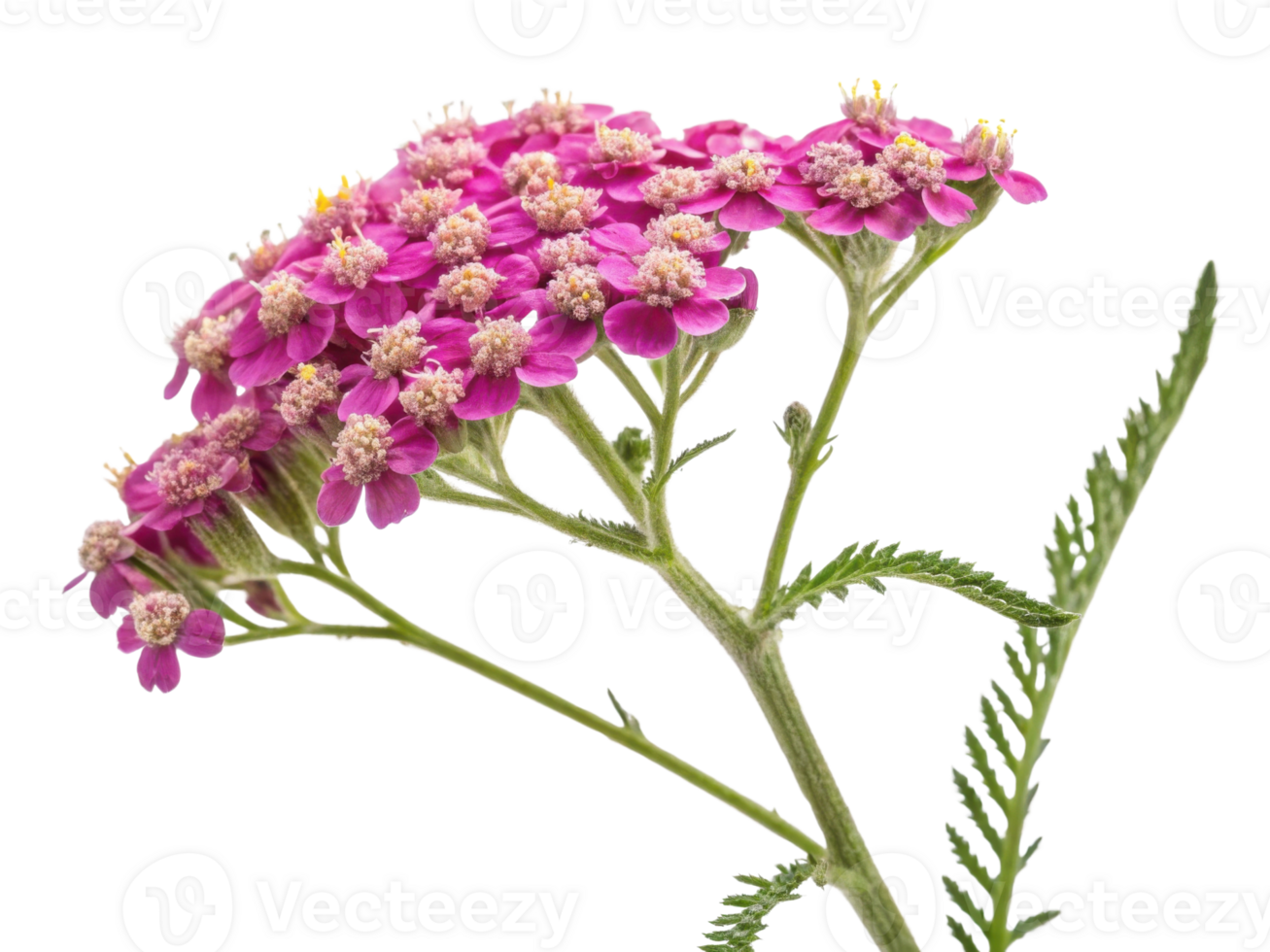 Yarrow flower blooms vibrantly with clusters of pink petals showcasing its delicate beauty in nature garden png