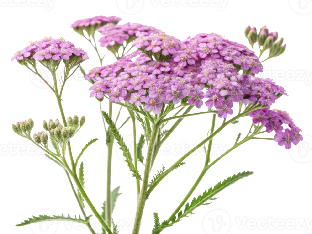 Yarrow flowers bloom in vibrant clusters showcasing delicate pink petals that add beauty to any garden or floral arrangement png