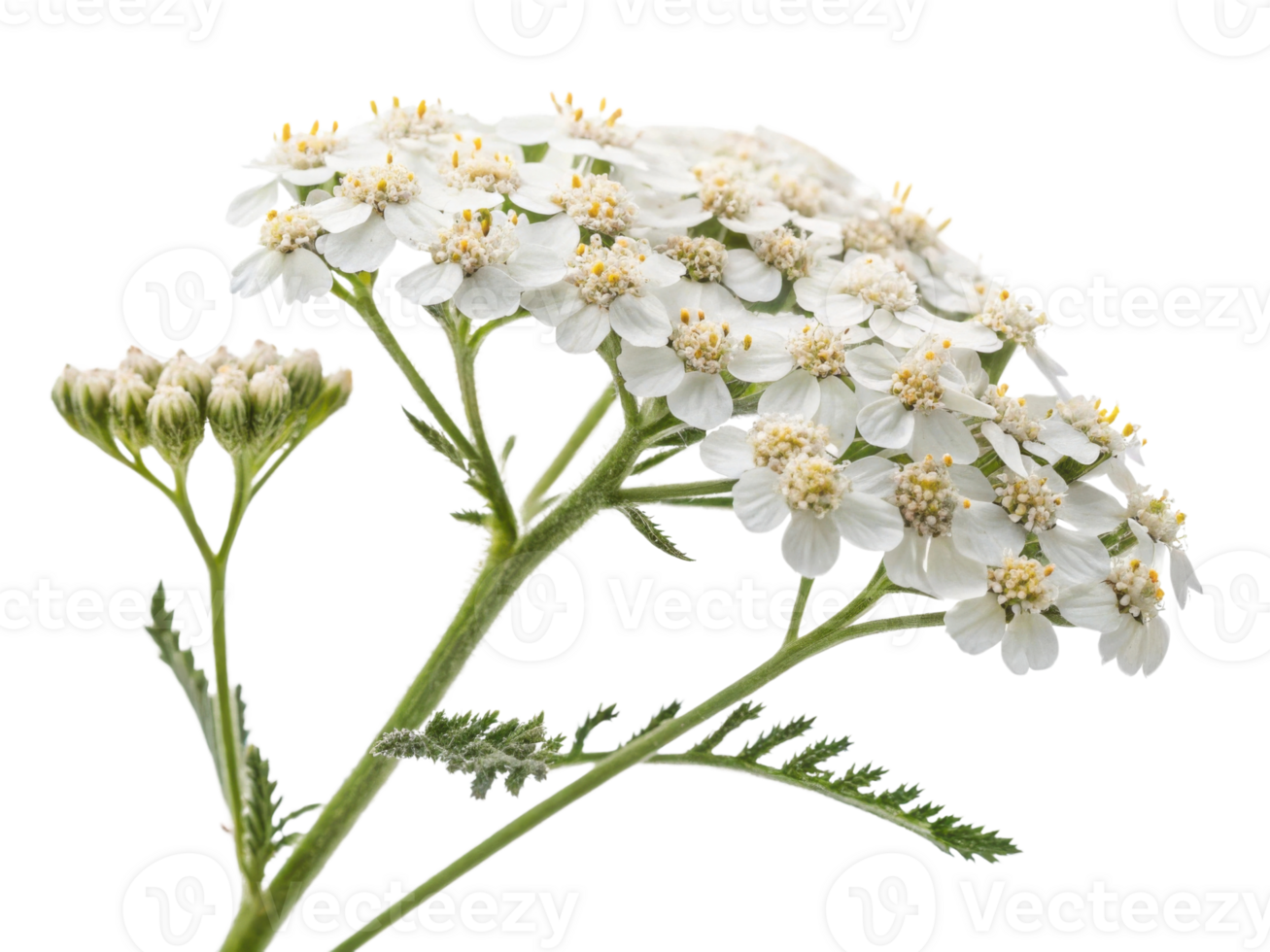 Yarrow flower blooms gracefully, showcasing delicate white petals and vibrant green foliage, creating serene and natural beauty png