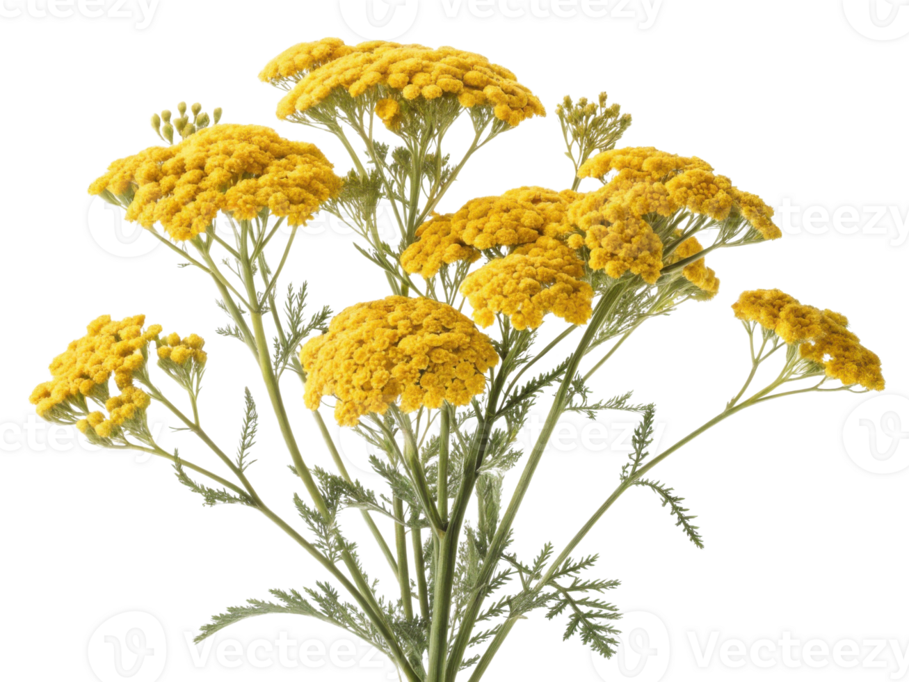 Vibrant bouquet of yarrow flowers showcases their bright yellow blooms and delicate green foliage, adding cheerful touch to any setting png