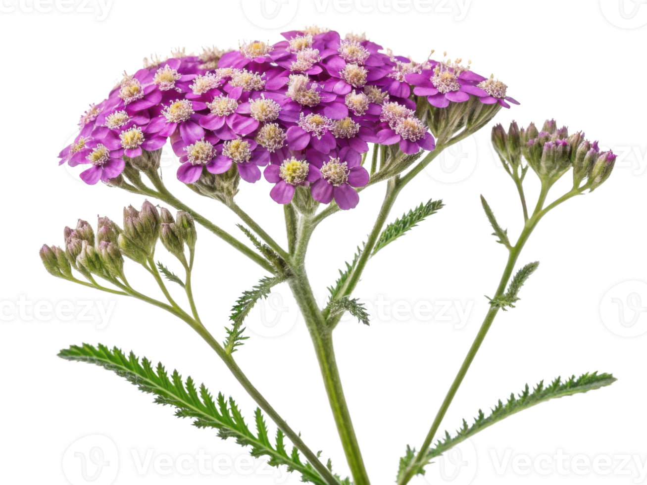 Yarrow flowers bloom vibrantly with clusters of purple petals showcasing nature beauty and elegance in garden setting png