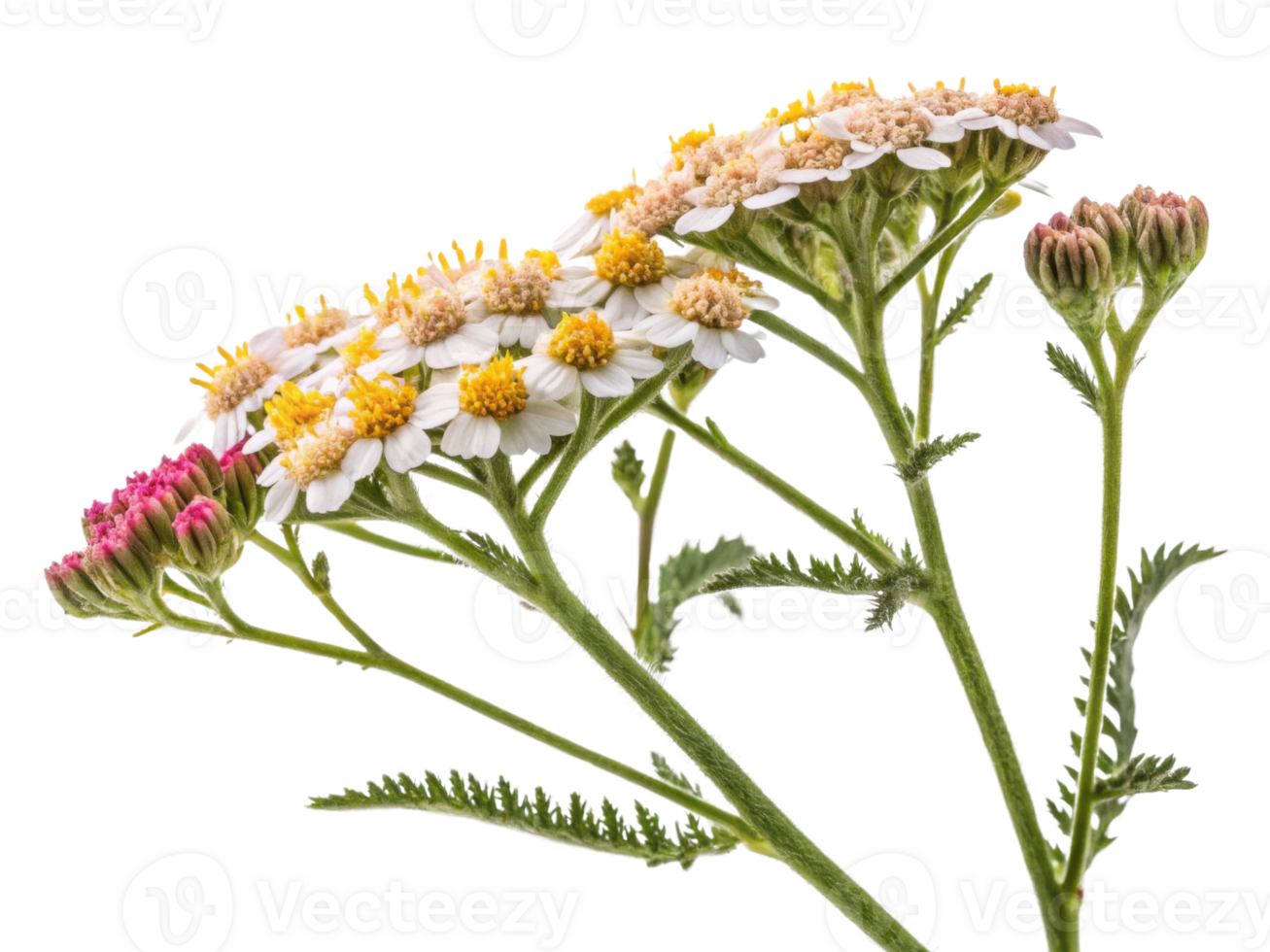 Yarrow flowers bloom beautifully with delicate white petals and vibrant yellow centers, creating stunning display in nature png