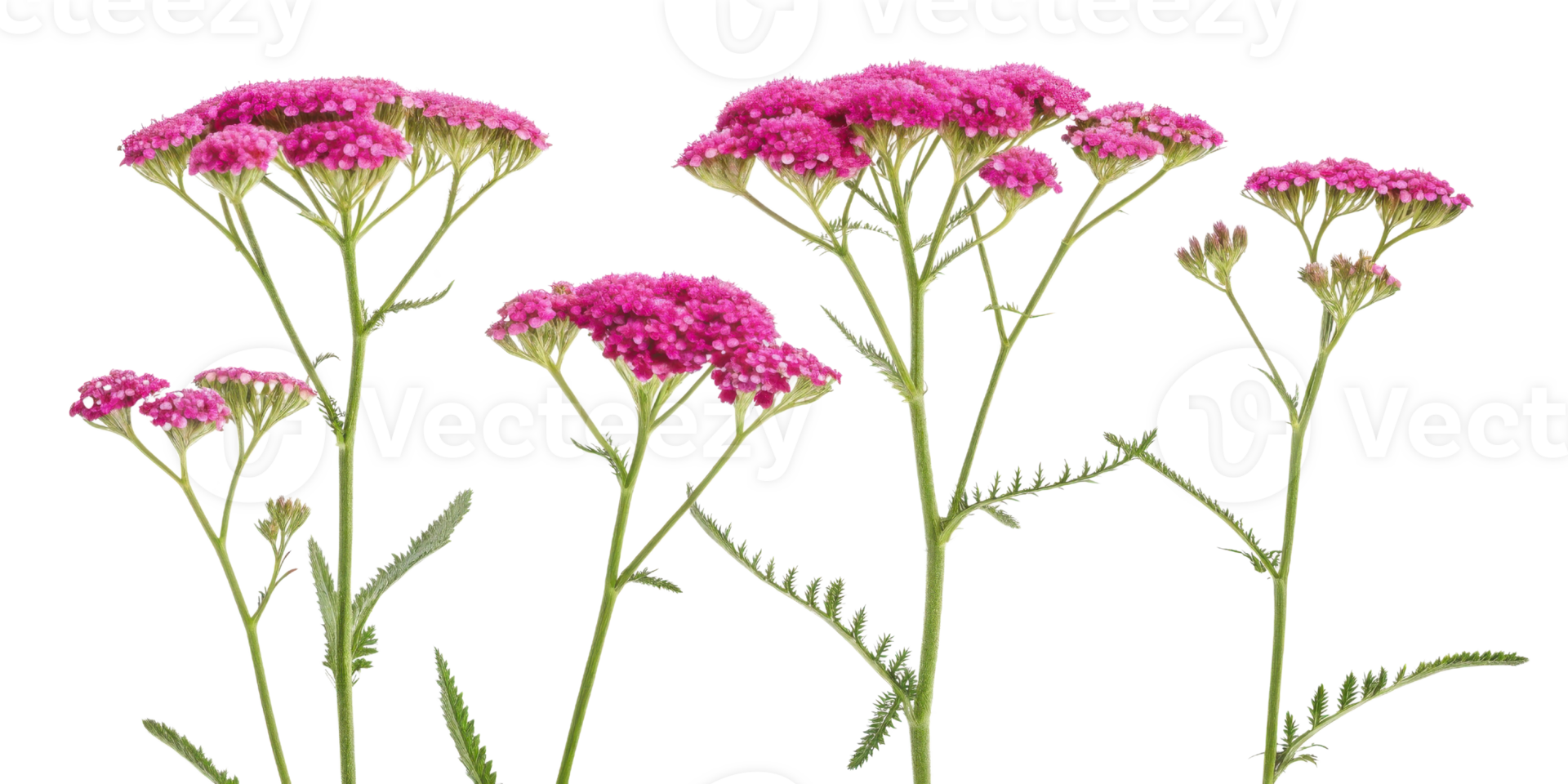 Yarrow flowers bloom vibrantly in shades of pink, creating stunning display that brightens any garden or landscape png