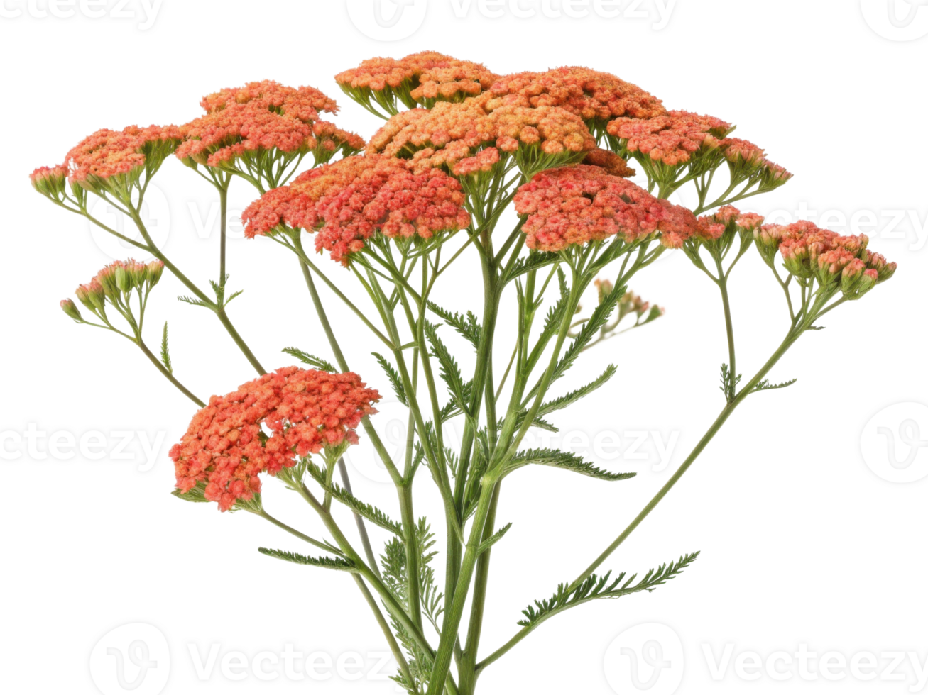Yarrow flowers bloom vibrantly in shades of orange creating stunning display that brightens any garden or floral arrangement png