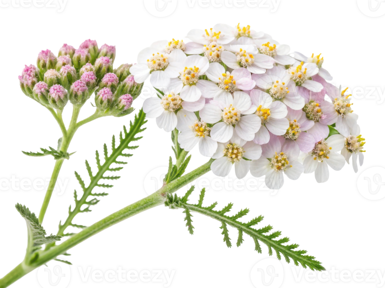 Yarrow flowers bloom beautifully with delicate white petals and vibrant pink buds, creating stunning display of nature artistry png