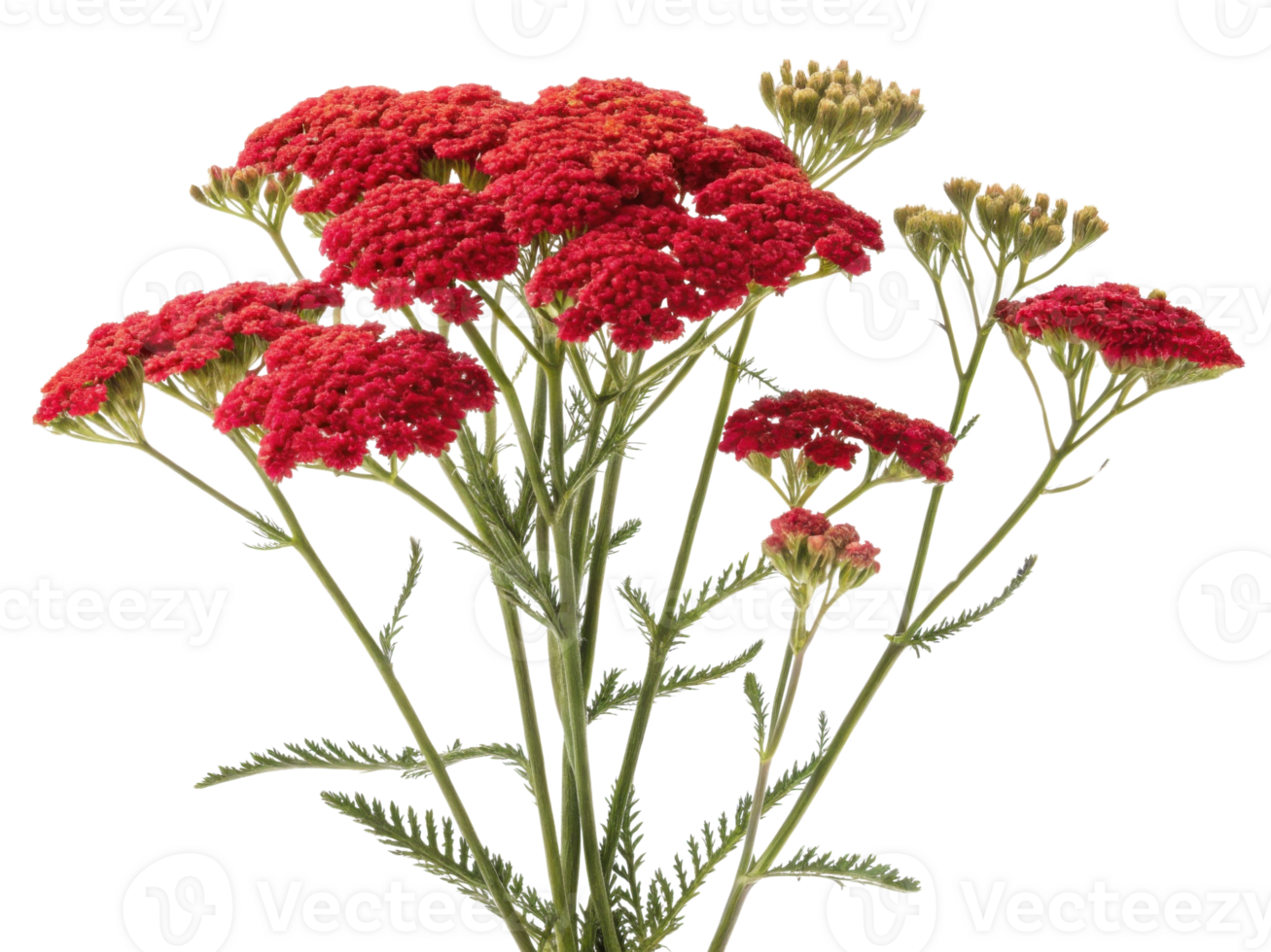 Vibrant yarrow flowers bloom in clusters showcasing their rich red hues against lush green backdrop, creating stunning natural display png
