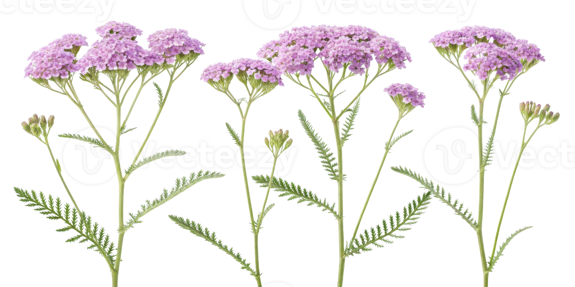 Yarrow flowers bloom gracefully with delicate pink petals and lush green leaves, creating serene and vibrant display in nature png
