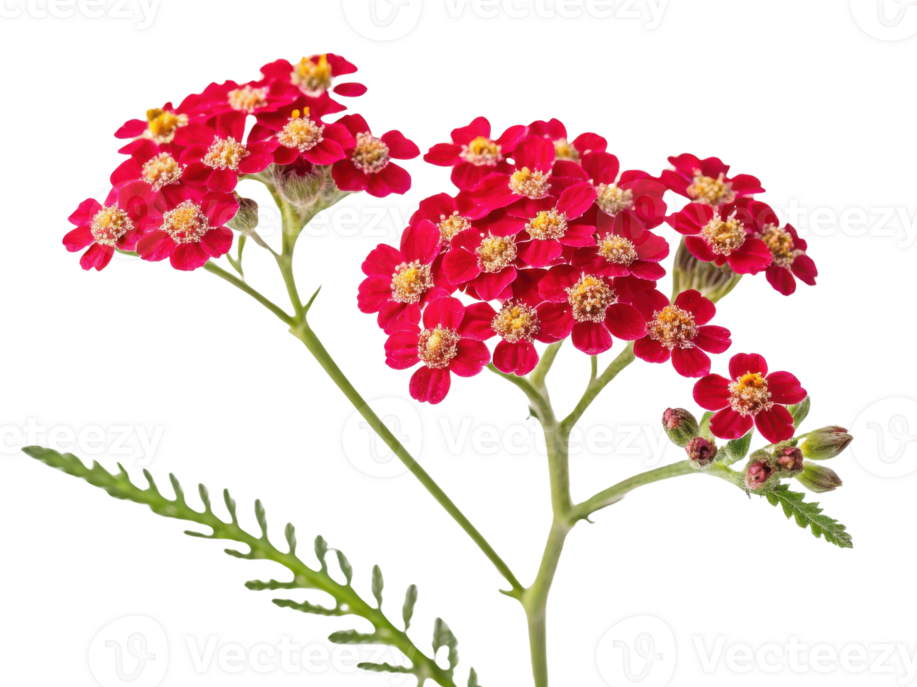 Vibrant yarrow flowers bloom in clusters, showcasing their striking red petals and delicate green foliage, creating stunning natural display png